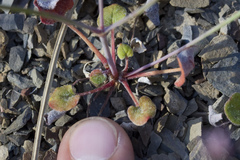 Eriogonum covilleanum