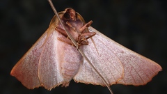 Monoctenia smerintharia