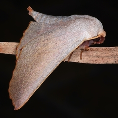 Monoctenia smerintharia