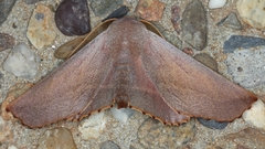 Monoctenia smerintharia