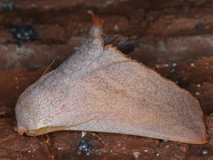 Monoctenia smerintharia
