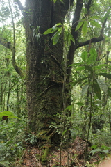 Trigonobalanus excelsa