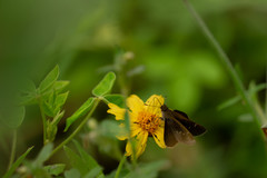Lerodea eufala eufala