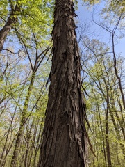 Carya carolinae-septentrionalis