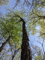 Carya carolinae-septentrionalis