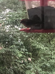 Haemorhous purpureus