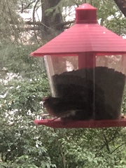 Haemorhous purpureus