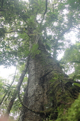 Trigonobalanus excelsa