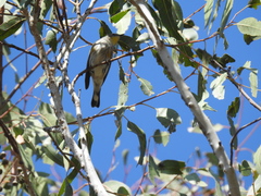Setophaga coronata auduboni