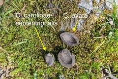 Carya carolinae-septentrionalis
