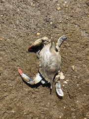 Callinectes sapidus
