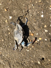Callinectes sapidus