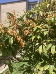 Pieris