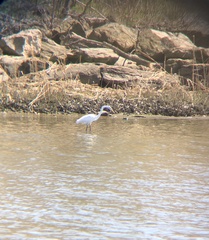 Ardea alba