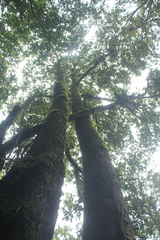 Trigonobalanus excelsa