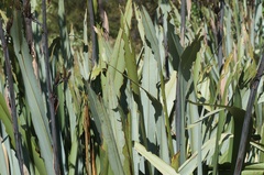 Ichneutica steropastis