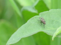 Anthomyia ochripes