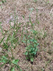 Cyanthillium cinereum