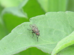 Anthomyia ochripes