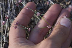 Eriogonum covilleanum