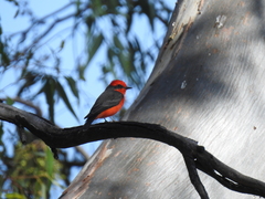 Pyrocephalus rubinus