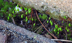 Ptychostomum imbricatulum
