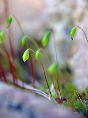 Ptychostomum imbricatulum