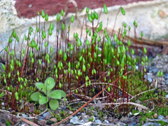 Ptychostomum imbricatulum