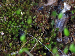 Ptychostomum imbricatulum