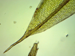Ptychostomum imbricatulum