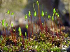 Ptychostomum imbricatulum