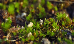 Ptychostomum imbricatulum