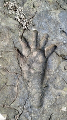 Procyon cancrivorus