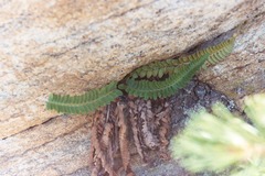 Polystichum scopulinum