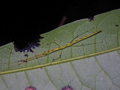 Lobonecroscia subflava