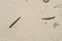 Geoglossum sphagnophilum