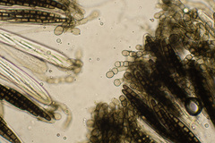 Geoglossum sphagnophilum