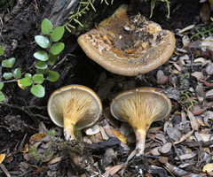 Austropaxillus squarrosus