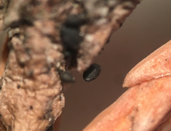 Lophium mytilinum