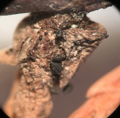 Lophium mytilinum