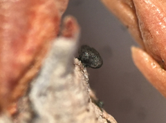 Lophium mytilinum