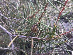Hakea mitchellii