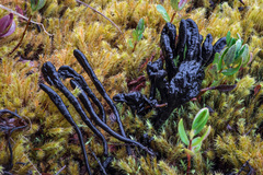 Geoglossum sphagnophilum