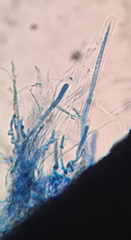 Lophium mytilinum