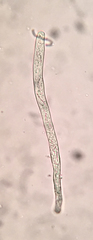 Lophium mytilinum