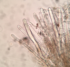Lophium mytilinum