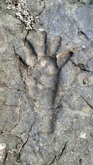Procyon cancrivorus