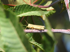 Acrididae