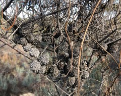 Allocasuarina pusilla