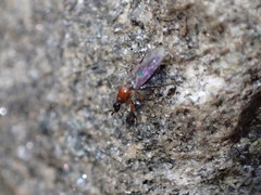 Dilophus tibialis breviceps